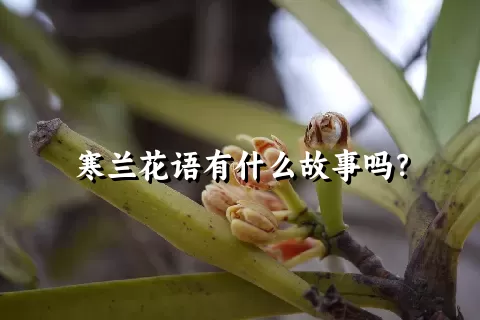 寒兰花语有什么故事吗？