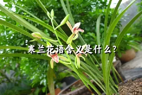 寒兰花语含义是什么？