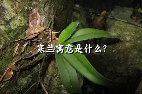 寒兰寓意是什么？