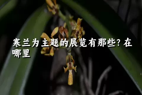 寒兰为主题的展览有那些？在哪里