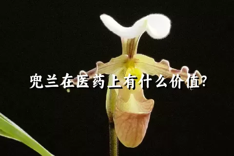 兜兰在医药上有什么价值？