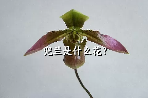 兜兰是什么花？