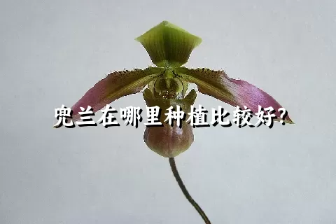 兜兰在哪里种植比较好？