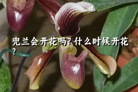 兜兰会开花吗？什么时候开花？