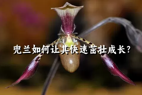 兜兰如何让其快速茁壮成长？