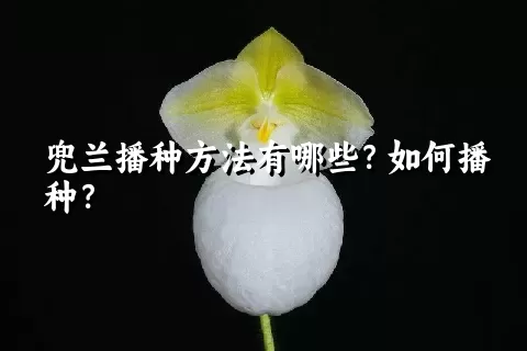 兜兰播种方法有哪些？如何播种？