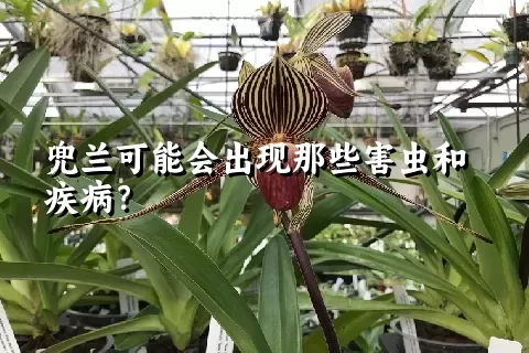 兜兰可能会出现那些害虫和疾病？