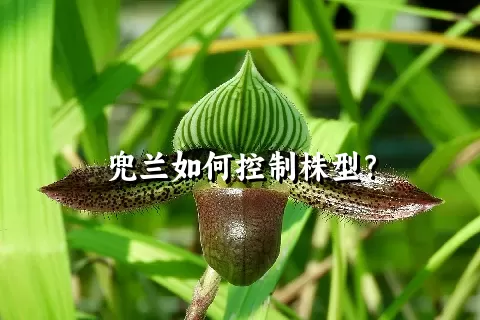 兜兰如何控制株型？