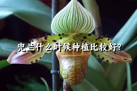 兜兰什么时候种植比较好？