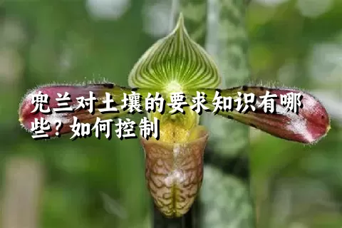 兜兰对土壤的要求知识有哪些？如何控制