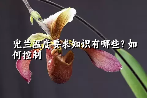 兜兰温度要求知识有哪些？如何控制