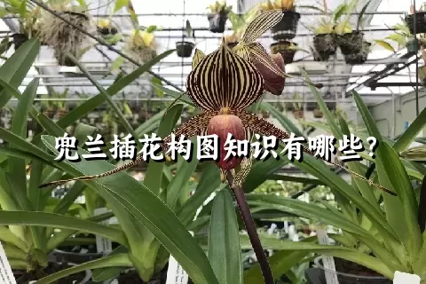 兜兰插花构图知识有哪些？