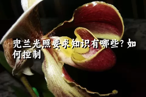 兜兰光照要求知识有哪些？如何控制