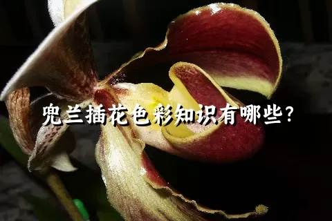 兜兰插花色彩知识有哪些？