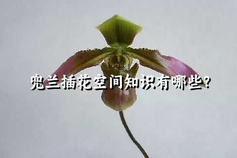 兜兰插花空间知识有哪些？