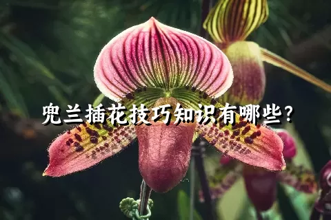 兜兰插花技巧知识有哪些？