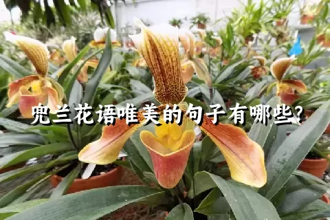 兜兰花语唯美的句子有哪些？