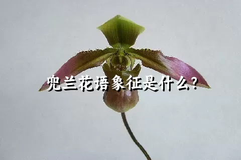 兜兰花语象征是什么？