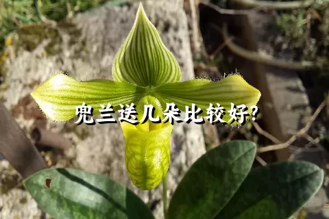 兜兰送几朵比较好？