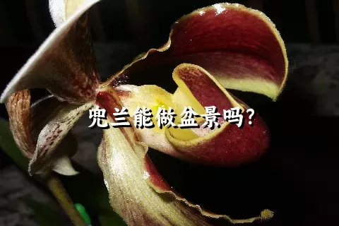 兜兰能做盆景吗？