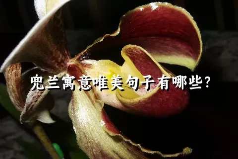 兜兰寓意唯美句子有哪些？