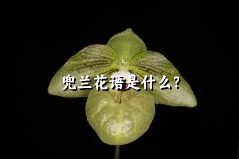 兜兰花语是什么？