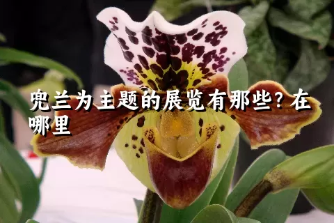 兜兰为主题的展览有那些？在哪里