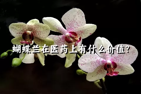 蝴蝶兰在医药上有什么价值？