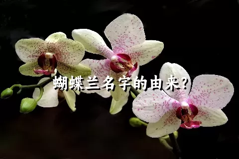 蝴蝶兰名字的由来？