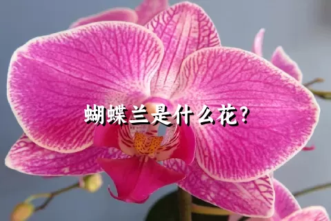 蝴蝶兰是什么花？