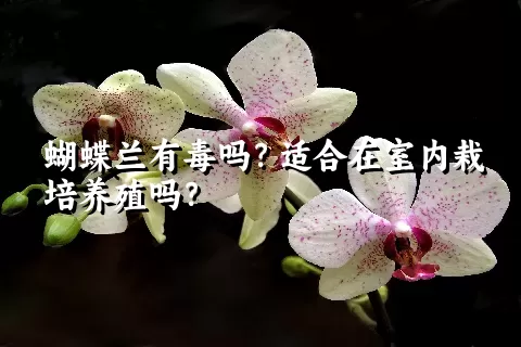 蝴蝶兰有毒吗？适合在室内栽培养殖吗？