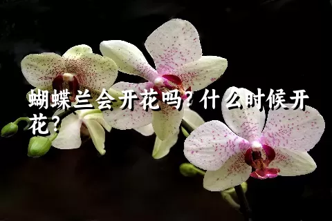 蝴蝶兰会开花吗？什么时候开花？