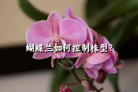 蝴蝶兰如何控制株型？