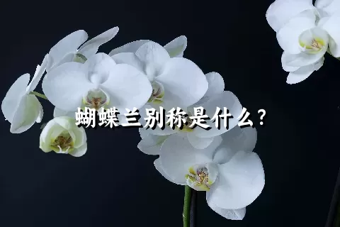 蝴蝶兰别称是什么？