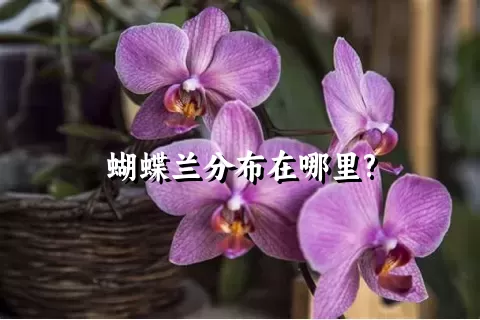 蝴蝶兰分布在哪里?