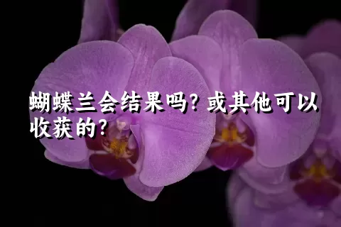 蝴蝶兰会结果吗？或其他可以收获的？