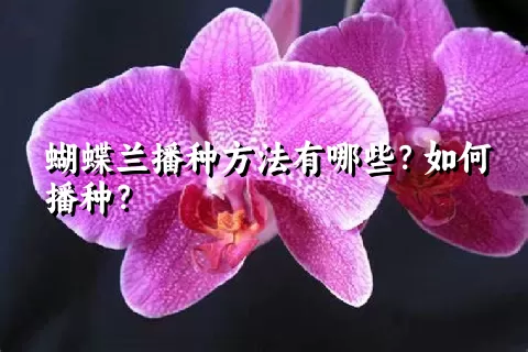 蝴蝶兰播种方法有哪些？如何播种？