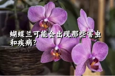 蝴蝶兰可能会出现那些害虫和疾病？