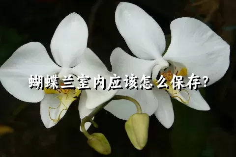 蝴蝶兰室内应该怎么保存？