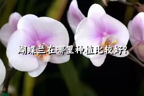 蝴蝶兰在哪里种植比较好？