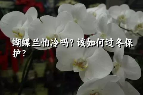 蝴蝶兰怕冷吗？该如何过冬保护？