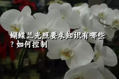 蝴蝶兰光照要求知识有哪些？如何控制