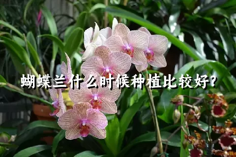 蝴蝶兰什么时候种植比较好？