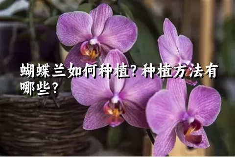 蝴蝶兰如何种植？种植方法有哪些？