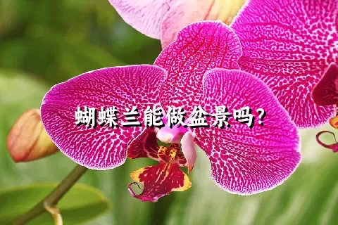 蝴蝶兰能做盆景吗？