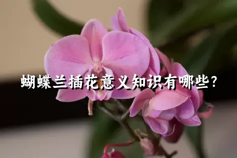 蝴蝶兰插花意义知识有哪些？