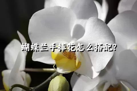 蝴蝶兰手捧花怎么搭配？