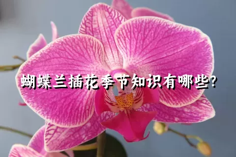 蝴蝶兰插花季节知识有哪些？