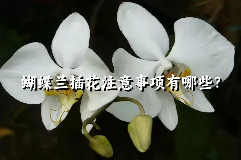 蝴蝶兰插花注意事项有哪些？