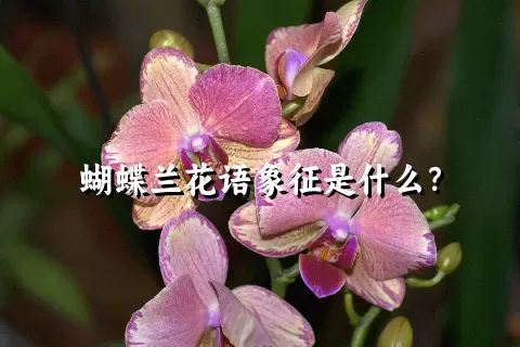 蝴蝶兰花语象征是什么？